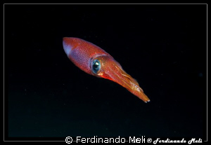 A very fast squid in the night dive. No crop. by Ferdinando Meli 